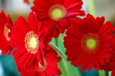 Red Flower Wallpapers   Download For Desk Top