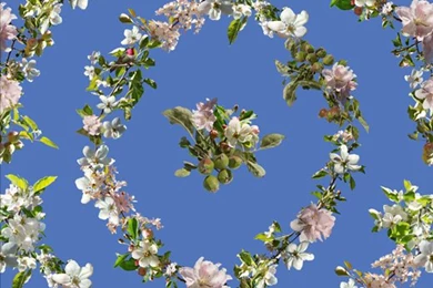 Public Fruit Wallpaper, S.L.C. » Fallen Fruit