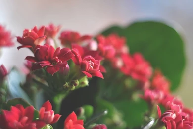 Beautiful Red Flowers Wallpapers