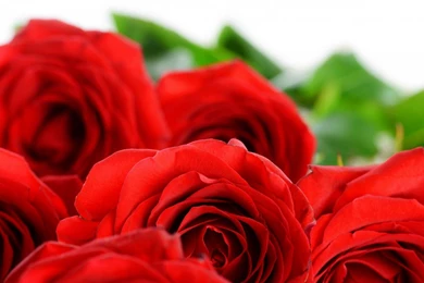 Rose Diseases Red Flowers Wallpapers For Desktop & Mobile