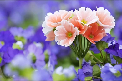 HD Flower Desktop Wallpapers