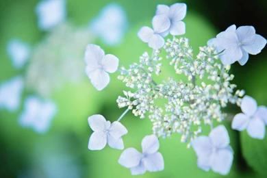 Flower Wallpapers Archives   Page 5 Of 16   WideWallpaper.info ...