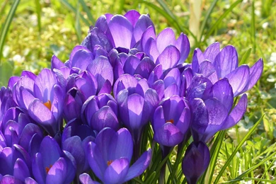 Purple Crocus Spring Flower Wallpapers Hd