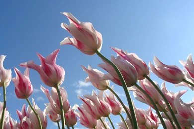 Beautiful Tulips Spring Flowers Wallpapers