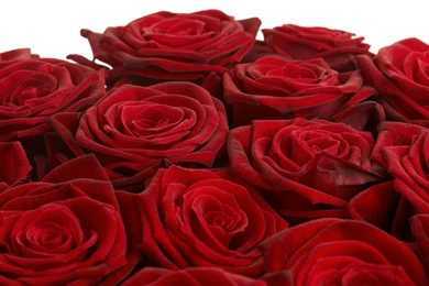 Red Flower Wallpapers HD 1920x1080