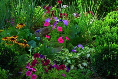 Download Wallpapers 2048x1152 Petunia, Rudbeckia, Flower, Flower ...