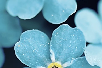 Forget Me Blue Flowers