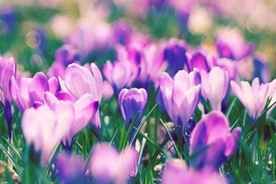 30+ Free Purple iPhone Backgrounds