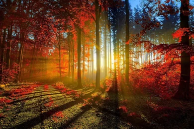 Beautiful Wallpapers 59