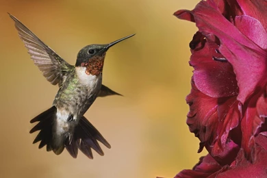 HUMMINGBIRD ( The Nectar Hunter ) !!!   Virtual University Of Pakistan