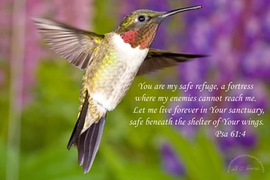 Jestingstock.com Pretty Hummingbirds Wallpapers