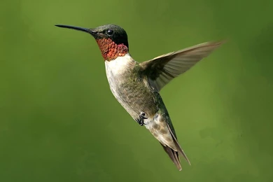 Wallpapers Flying Hummingbird   1600 X 1200   Animals Pets Puppies ...
