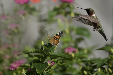 Hummingbird And Flower Archives   Wallpapers HD Free Wallpapers In ...