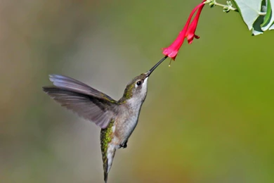 Ruby throated Hummingbird Hd Wallpapers