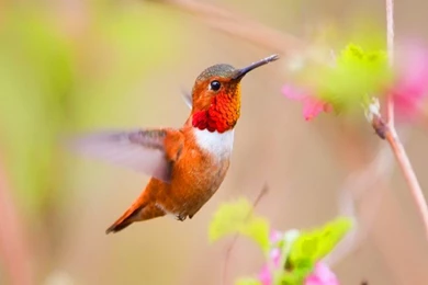 HummingBird Wallpapers HD Pictures