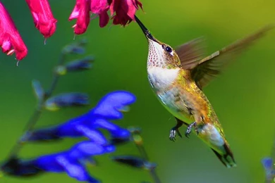 HummingBird Wallpapers HD Pictures