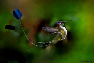 Marvelous Spatuletail Picture And Photo 11