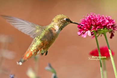 Pictures Of Hummingbirds And Flowers   Wallpapers HD Wide