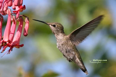Hummingbird Photos Free   Wallpapers HD Base