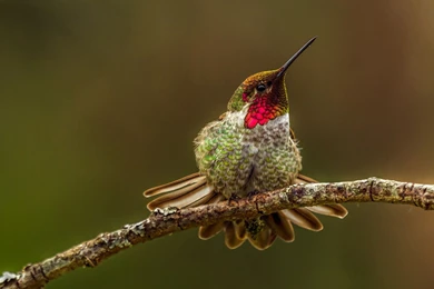 Hummingbird Wallpapers   Wallpapers Cave