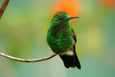 Birds Copper Rumped Hummingbird Animals Birds Hummingbirds Green ...