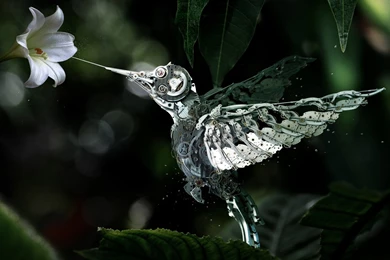 200 Hummingbird HD Wallpapers