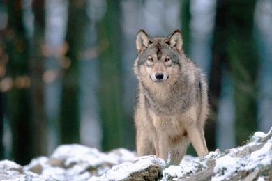 Dogs: LOBO Animal Natureza Frio Fauna Neve High Quality Wallpapers ...