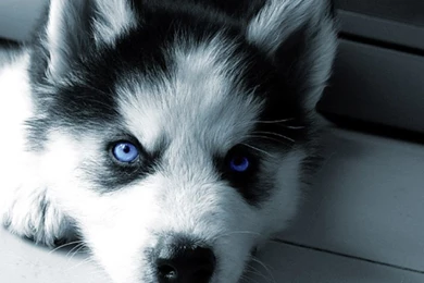 Wallpapers Lobos Lobo De Olhos Azuis 1024x768