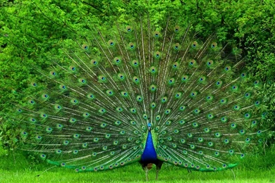 Top 28 Most Beautiful And Sweet Peacock Wallpapers In HD