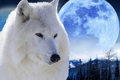 Precioso Wallpapers Con La Luna Al Fondo Y Un Lobo Blanco En Primer ...