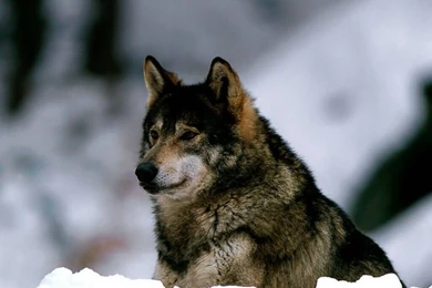 Dogs Lone Wolf Solitude Nature Lobo Snow Winter Animals Wolves ...