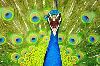 Top 28 Most Beautiful And Sweet Peacock Wallpapers In HD