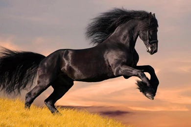 Top Five Most Beautiful Horses HD Wallpapers