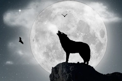 Lobo Aullando A La Luna Llena   1920x1080 :: Fondos De Pantalla Y ...