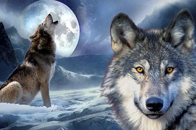 2015: The Year Of The Wolf
