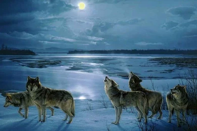 Let's Go Wild — Do Wolves Howl At The Moon? Nope. Wolves Are...