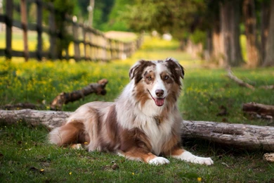 Animals Wallpapers   WallpaperLayer.com