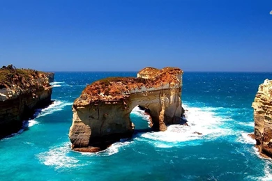 Kangaroo Joey   Wallpaper.