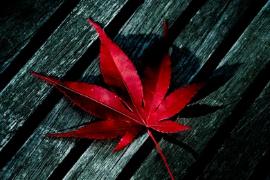 Red Leaf Wallpapers