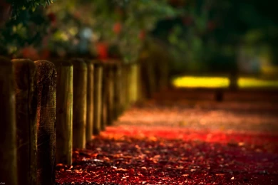 Download The Red Leaf Bridge Wallpaper, Red Leaf Bridge iPhone ...