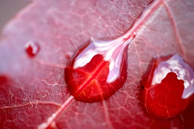 1600x1200 Water On Red Leaf Desktop PC And Mac Wallpapers