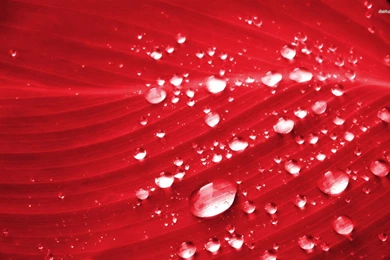 Water Drops On Red Leaf Wallpapers   Photography Wallpapers