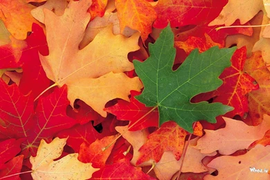 Hd wallpaper of red leaf and lonely green leaf