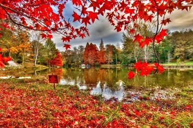 Red Leaf Carpet On The Lake Side Wallpapers