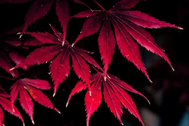 Red Leaf, Red Nissan Gtr, Reiners Cabin, Retro Facebook