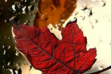 Red Leaf iPhone 6 Wallpapers HD And 1080P 6 Plus Wallpapers