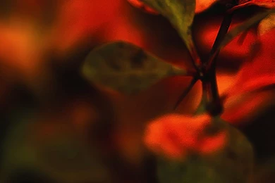 Nature Red Leaf Macro iPhone 5s Wallpapers Download