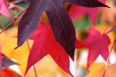 Desktop Pictures: Gumdrop Leaves   1050x1680