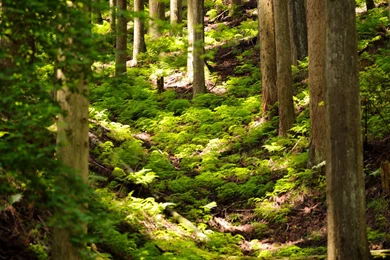 Jeffrey Friedl's Blog » Mountain Ravine In Northern Kyoto, Part 2