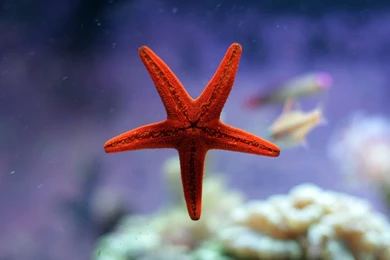 Water, Sea, Star, Wallpapers